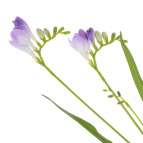 Цветок искусственный "Фрезия", L13 W13 H62 см