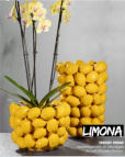 590246 Кашпо керам. Limona gelb d22,5 h20 см лимоны (ш/к 1166)